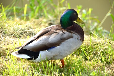 Fauna bird family anatidae photo