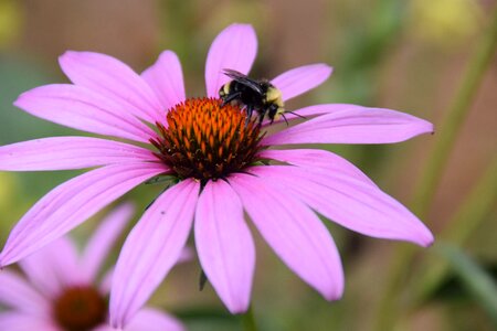 Blossom pollination summer