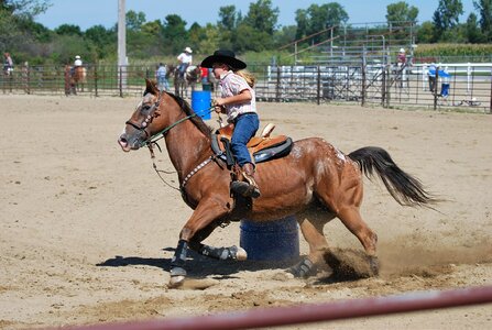 Horse appaloosa equestrian