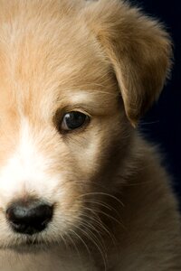 Labrador light brown pet