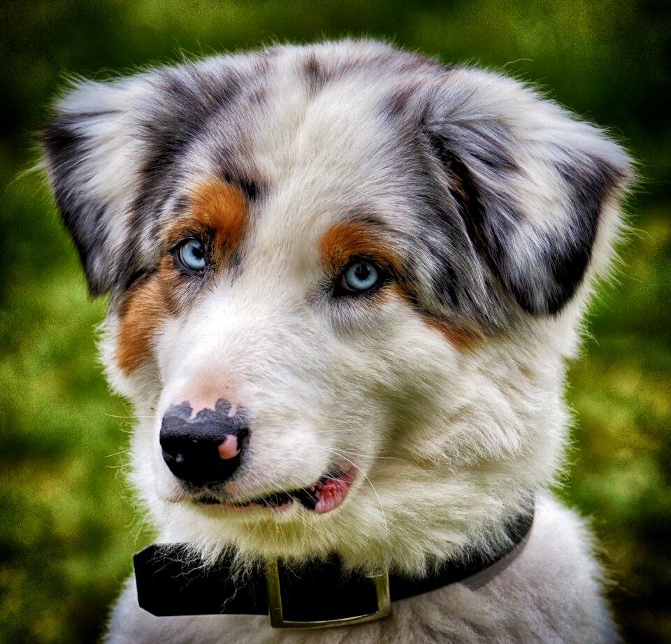 Playful cute playing dog