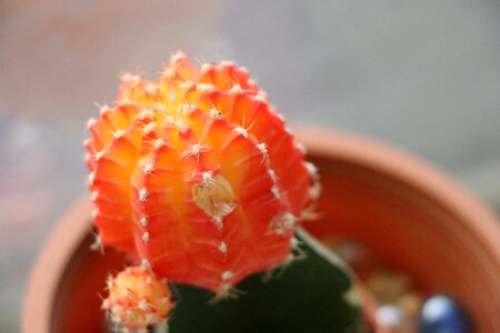 Plant cactus flower