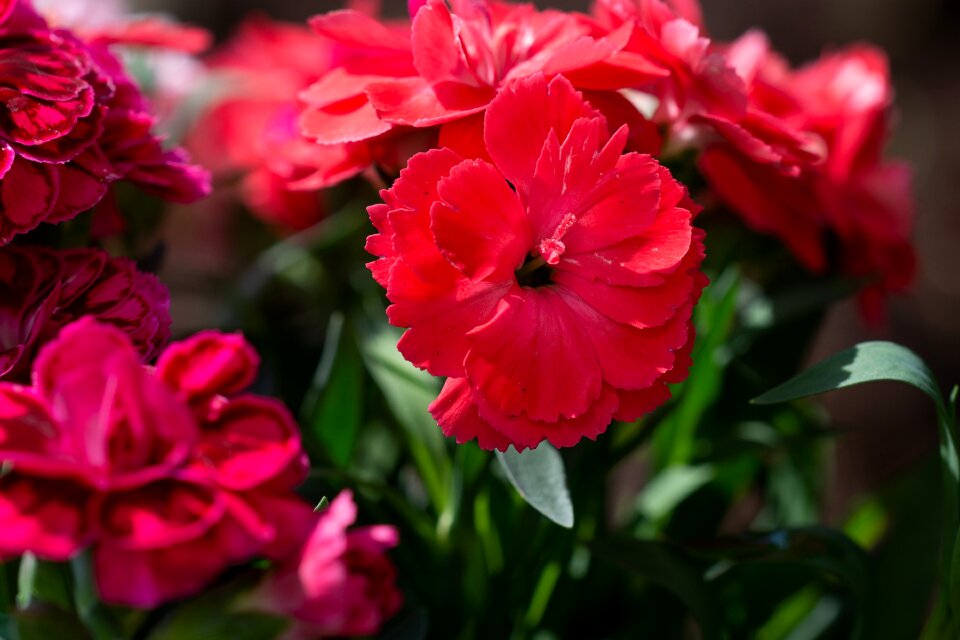 Flower red flower blossom