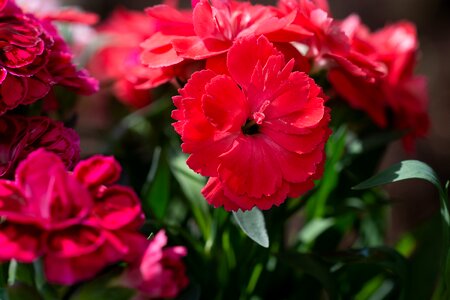 Flower red flower blossom