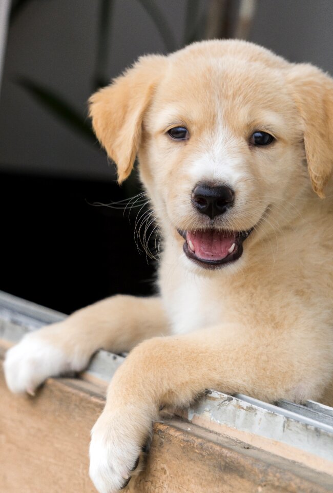 Labrador light brown pet