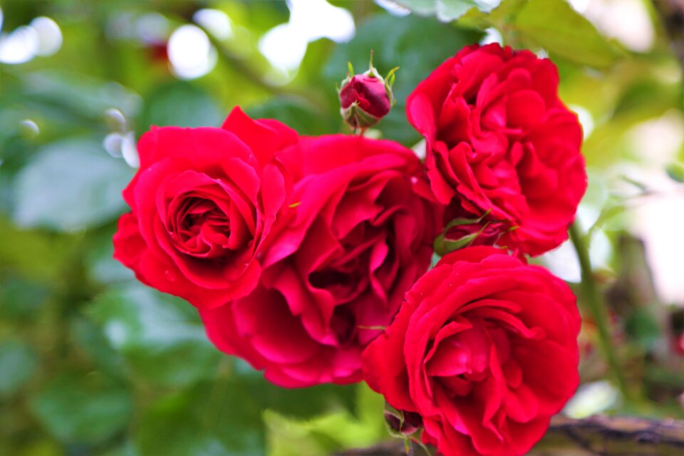 Red flower plant photo