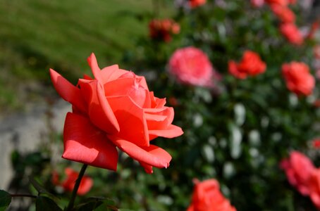 Grass red flower photo