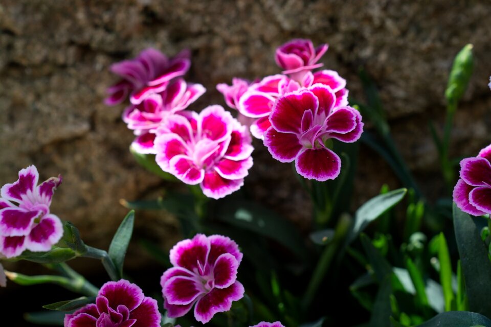 Garden in the garden flora