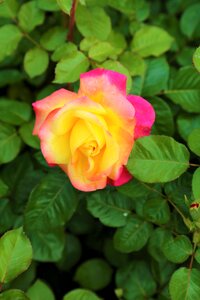 Romantic flower nature