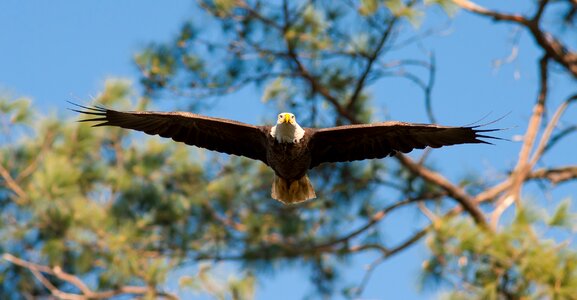 Sky wings predator photo