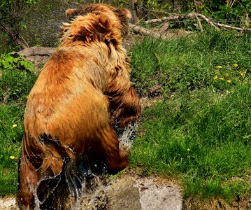 Wild animal furry dangerous