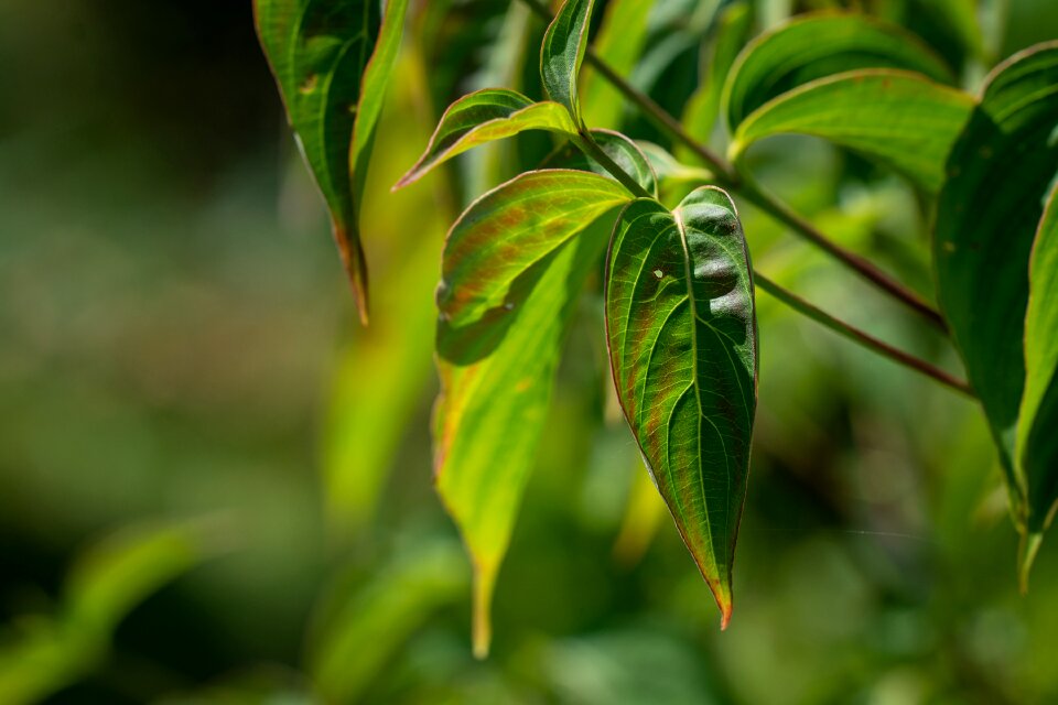 Branch leaf structure garden