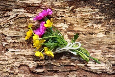 Flowering plant spring