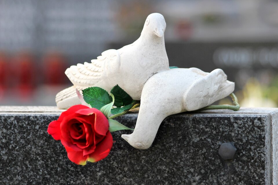 Red rose cemetery nature