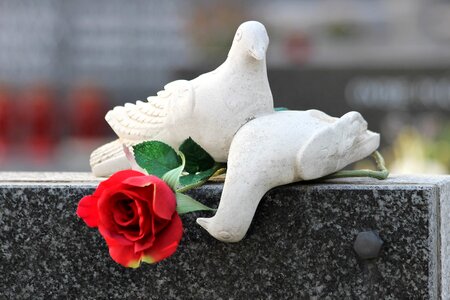 Red rose cemetery nature