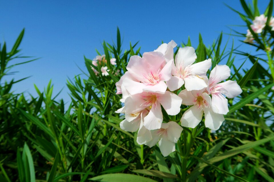 Flower nature plant