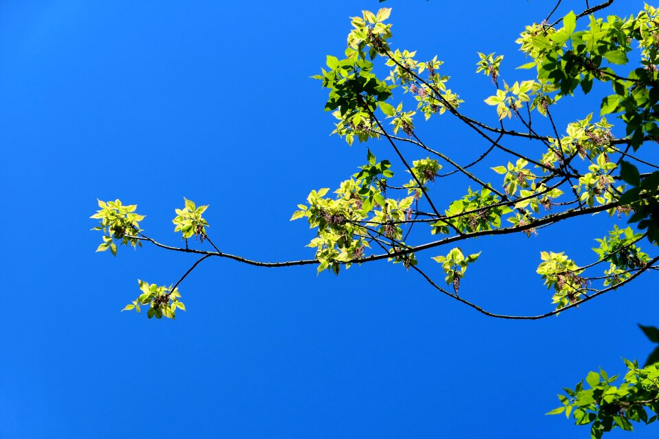Flower branch season