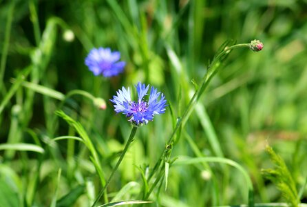 Blue flowers weed flourishing plant photo