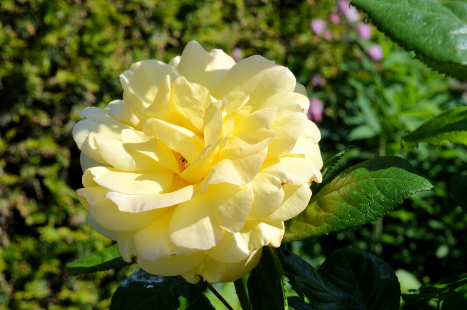 Rose yellow Free photos