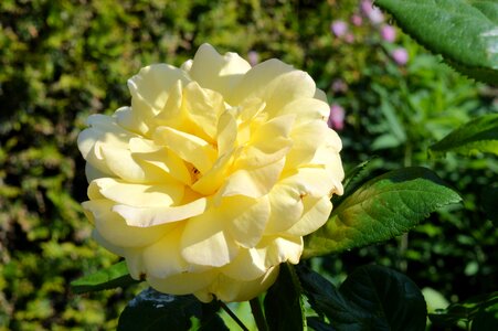 Rose yellow Free photos