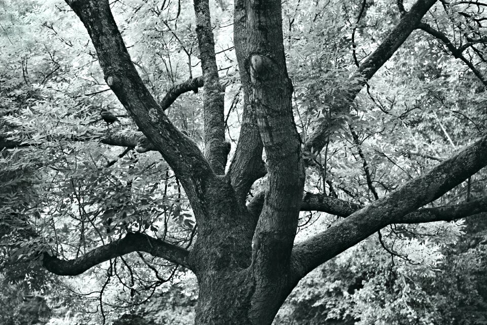 Foliage nature summer