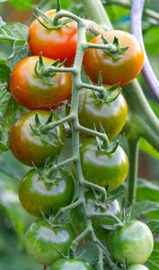 Ripe immature mature