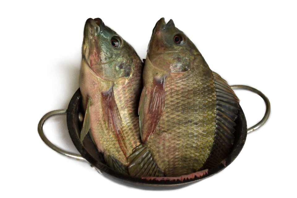 Small fish fishing nature