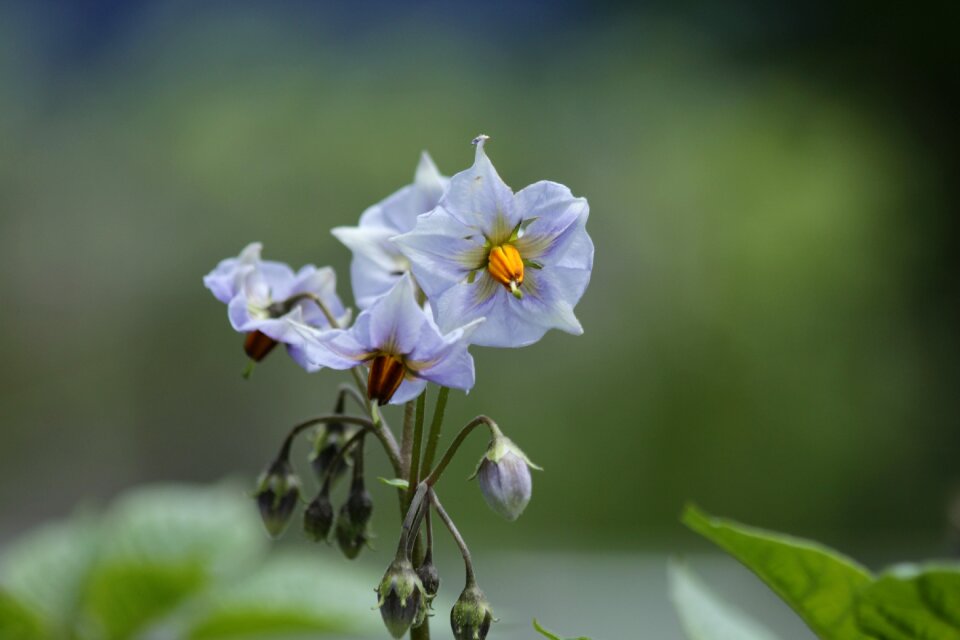 Vegetables bloom plant