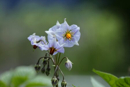 Vegetables bloom plant