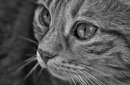Portrait kitten cat's eyes photo