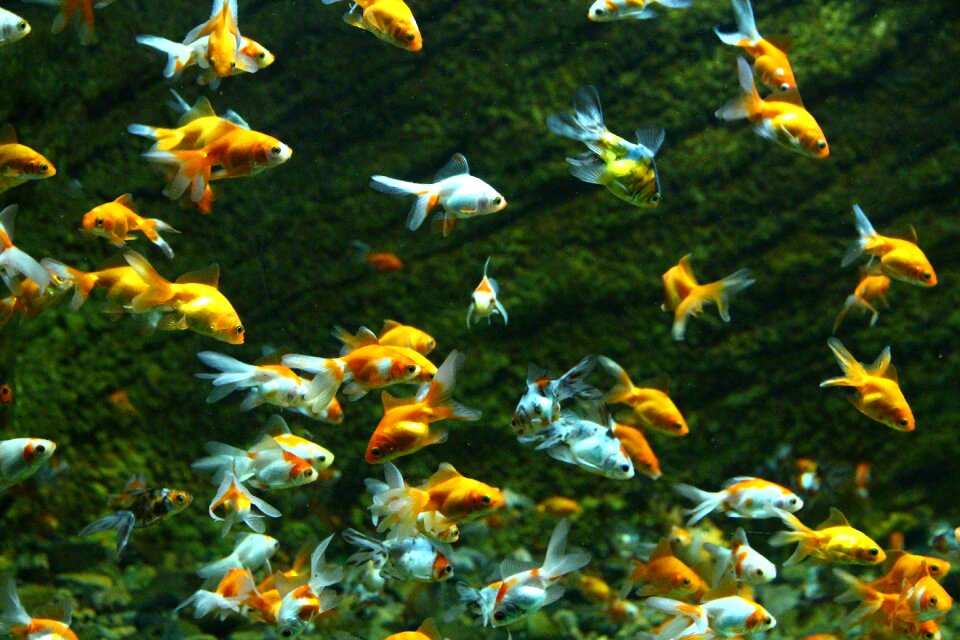 Water swim underwater