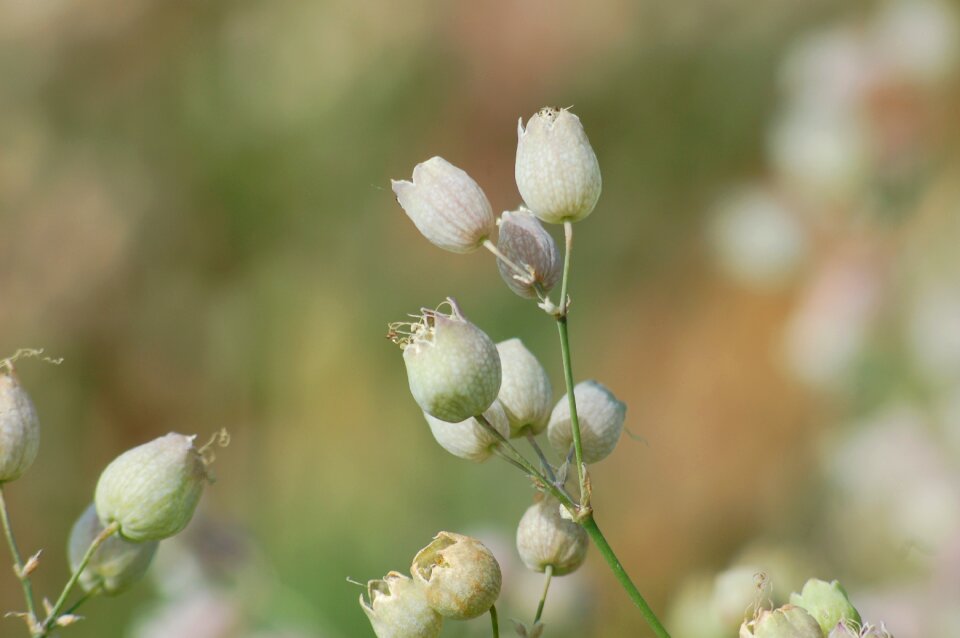 Flowers white prato
