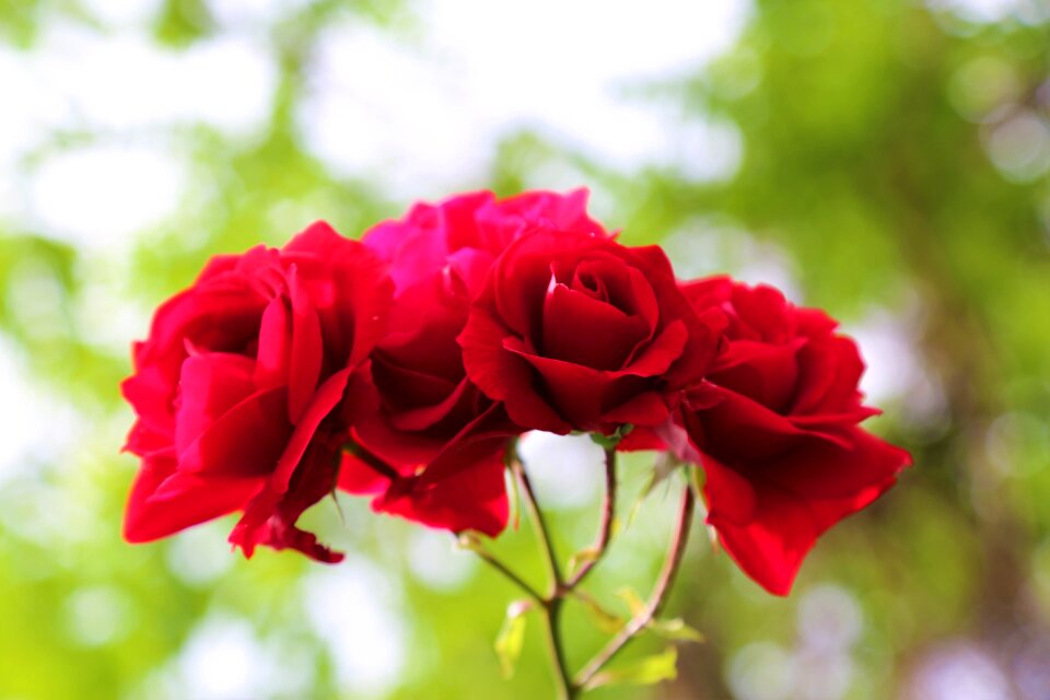 Red red rose romantic