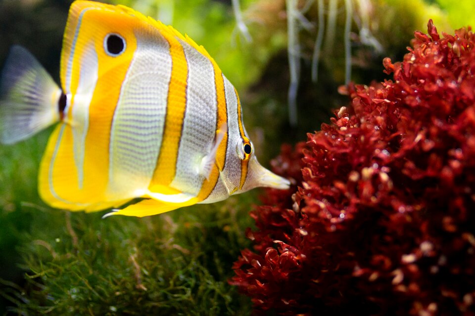 Sea creatures ocean exotic