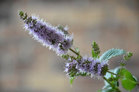 Mentha flower plant