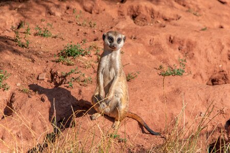 Thuringia germany meercat scharrtier