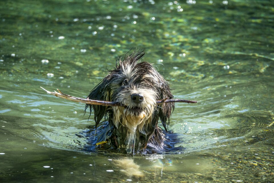 Canine cute fetching photo