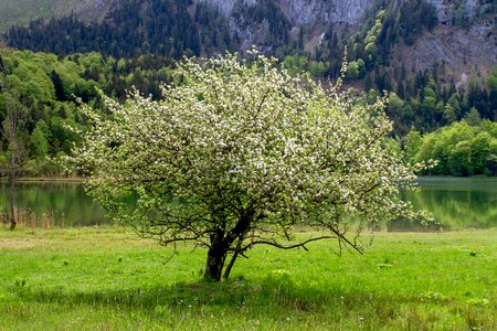 Nature grass meadow photo