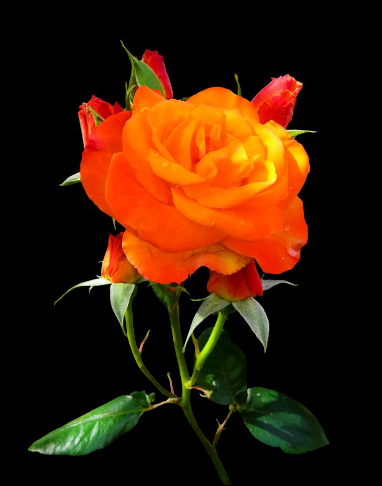 Rose blossom bloom