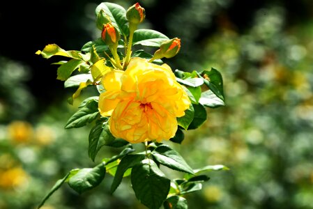 Garden nature green rose