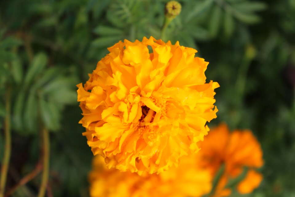 Floral botanical macro
