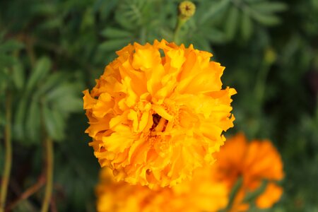 Floral botanical macro