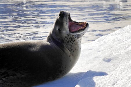 Ice nature seal photo