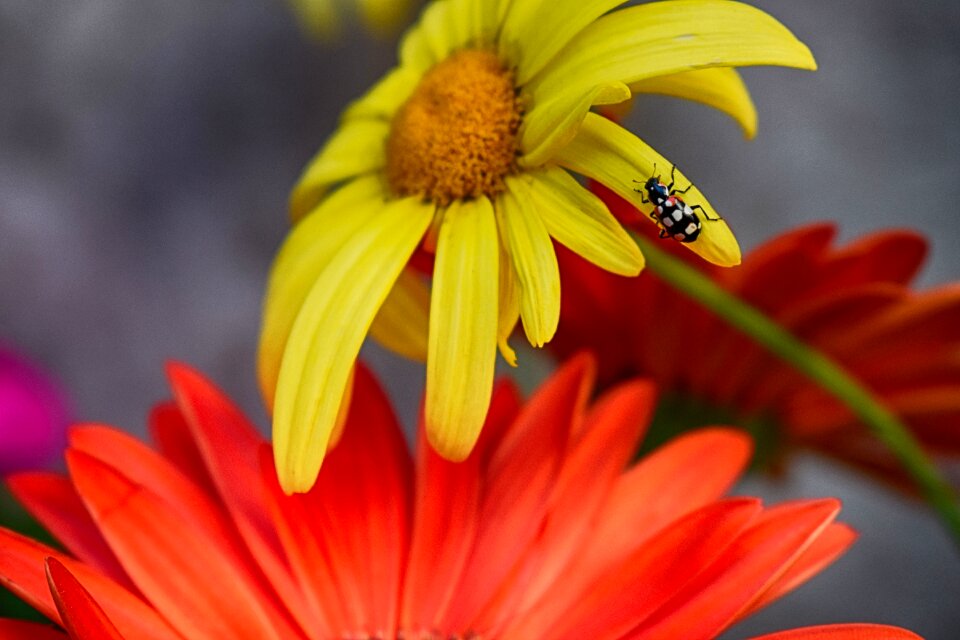 Biodiversity flowers san antonio