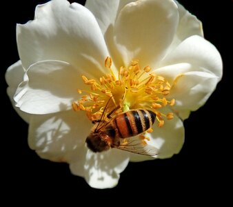 Bee pollen garden photo