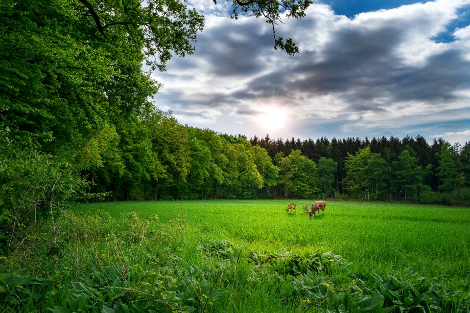 Forest nature tree trees