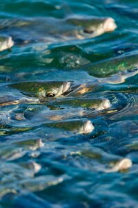 Water advance group