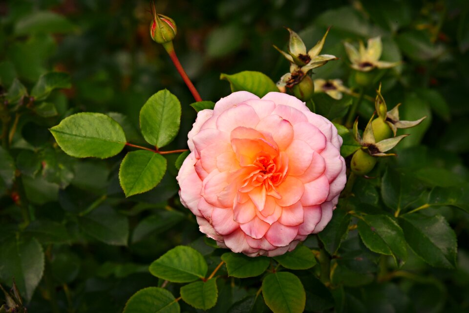 Garden nature green rose