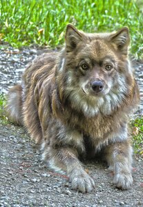 Thoroughbred purebred dog young dog