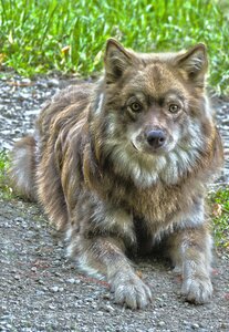 Thoroughbred purebred dog young dog photo